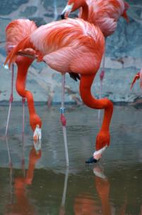 thumbs/flamingos.jpg